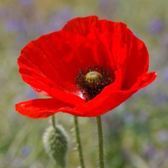 poppy475
